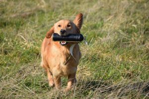 Gundog Training at Stalham