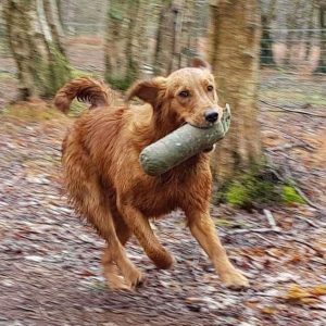 Gundog Training at Raveningham