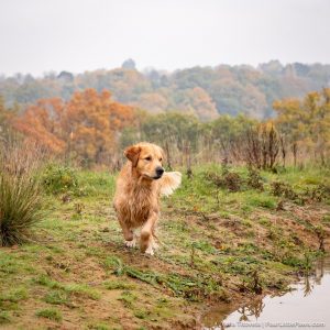 Gundog Training Day