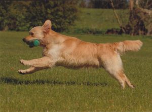 Apple Tree Gundog Training Day