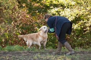 Show Gundog Working Certificate