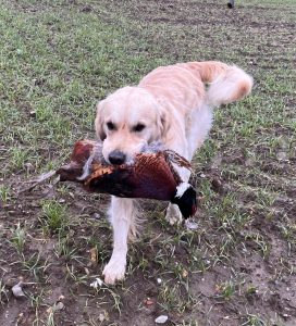 Show Gundog Working Certificate
