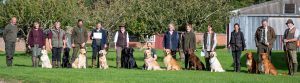 SHOW GUNDOG WORKING CERTIFICATE